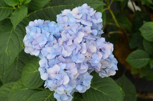 Hydrangea macrophylla 'Nikko Blue' (Nikko Blue Hydrangea)