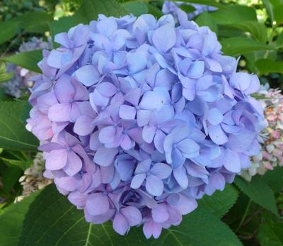 Hydrangea macrophylla 'Penny Mac'