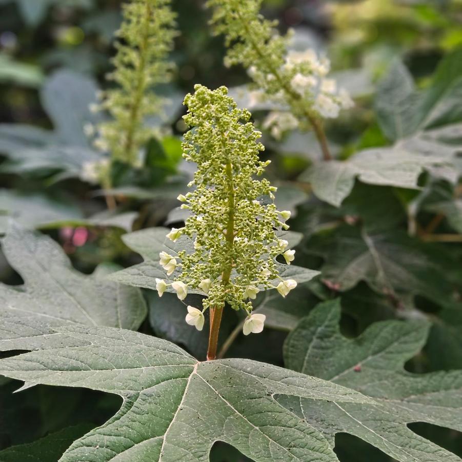 Hydrangea quercifolia 'Alice'