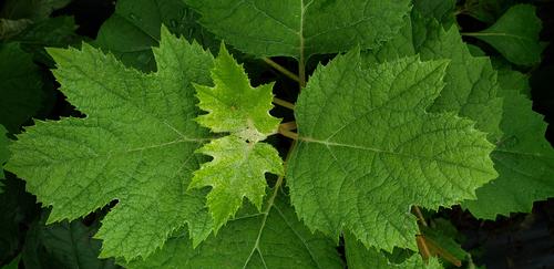 Hydrangea quercifolia 'Pee Wee' (Pee Wee Oakleaf Hydrangea)