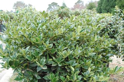 Ilex cornuta 'Carissa'