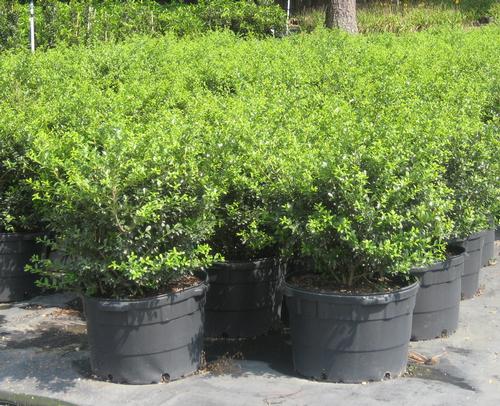 Ilex crenata 'Green Lustre'