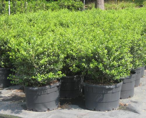 Ilex crenata 'Green Lustre' (Green Lustre Japanese Holly)