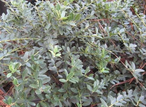 Ilex crenata 'Helleri'