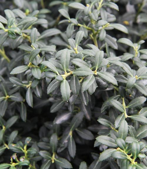 Ilex crenata 'Soft Touch'