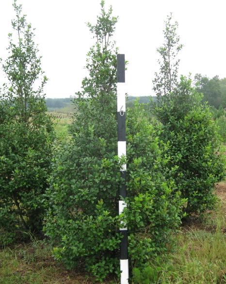 Ilex opaca 'Tinga'