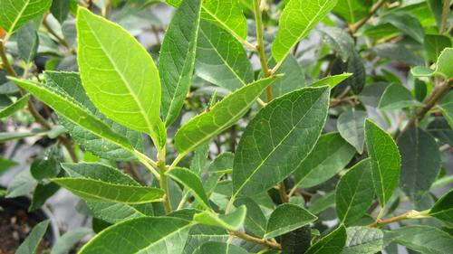 Ilex verticillata 'Southern Gentleman'