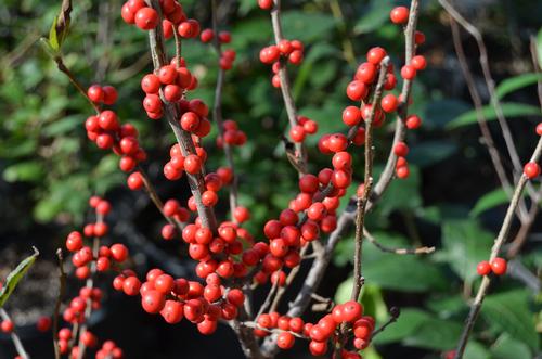 Ilex verticillata 'Winter Red'