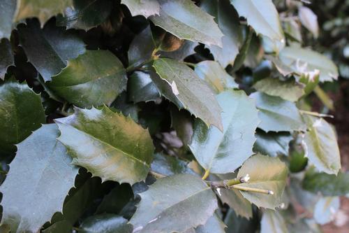 Ilex x 'Emily Bruner'