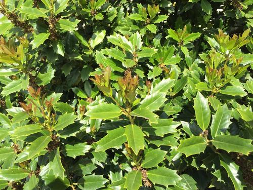 Ilex x 'Oakland®'