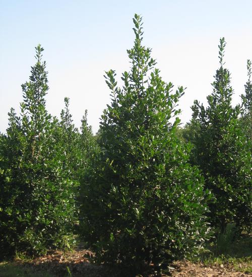 Ilex x 'Nellie Stevens'