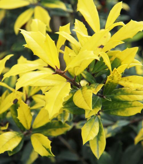 Sunny Foster Holly Ilex x attenuata Sunny Foster from Taylor's Nursery