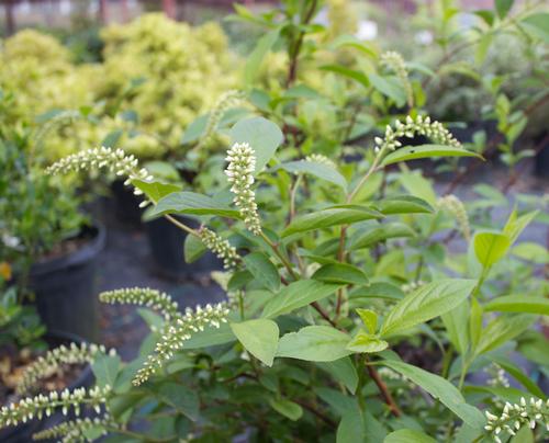Itea virginica 'Henry's Garnet'