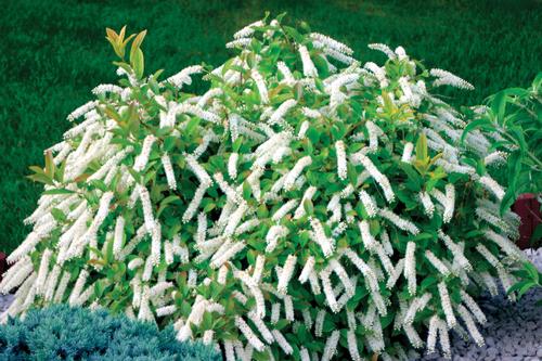 Itea virginica 'Little Henry®'