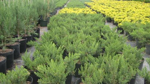 Juniperus chinensis 'Parsonii'