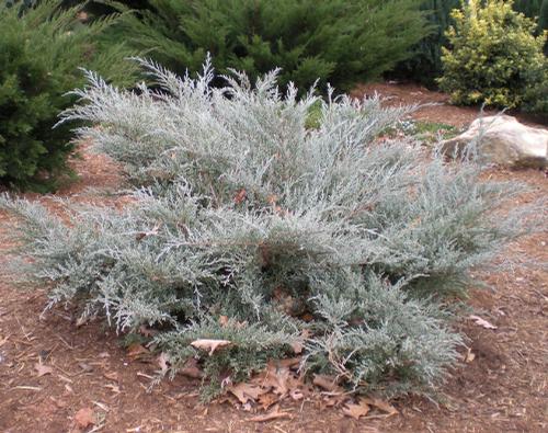 Juniperus chinensis 'Angelica Blue' (Angelica Blue Juniper)