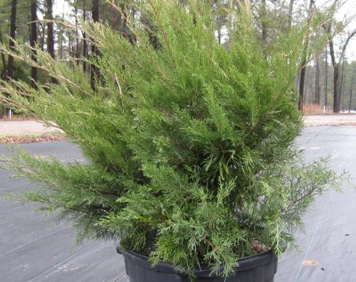 Juniperus chinensis 'Sea Green' (Sea Green Juniper)