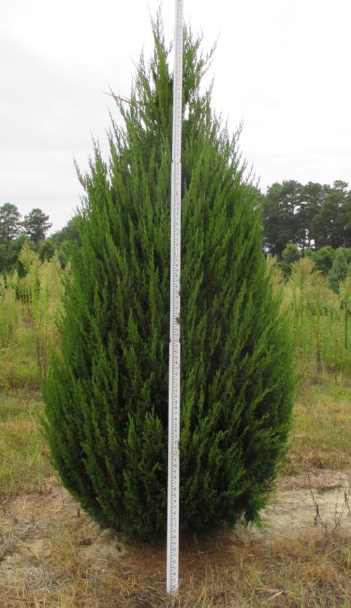 Juniperus chinensis 'Spartan' (Spartan Juniper)