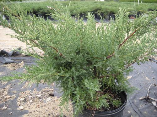 Juniperus chinensis (Nicks Compact Juniper)
