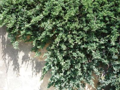 Juniperus horizontalis 'Wiltonii' (Blue Rug Junipers)