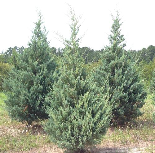 Juniperus virginiana 'Burkii'