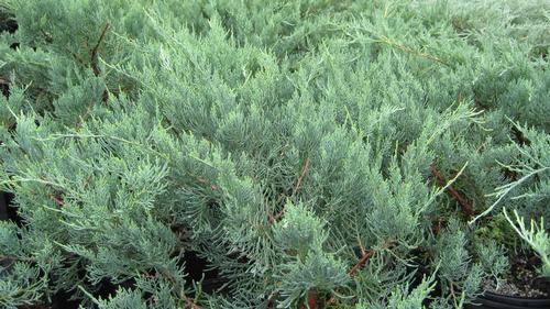 Juniperus virginiana 'Grey Owl'