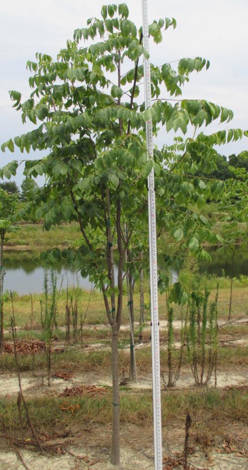 Koelreuteria bipinnata 