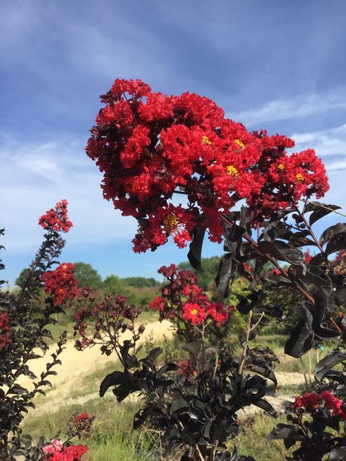 Lagerstroemia Black Diamond™ 'Best Red'