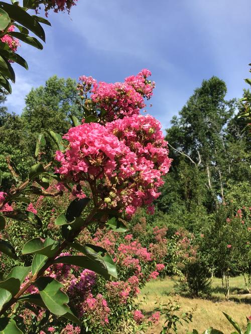Lagerstroemia Sioux
