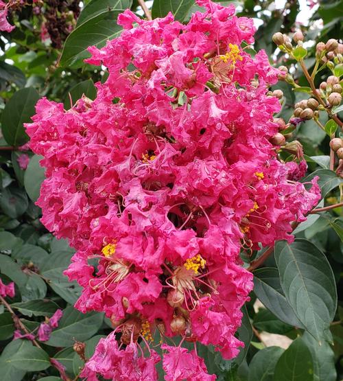 Lagerstroemia indica x fauriei 'Tonto' (Tonto Crape Myrtle)