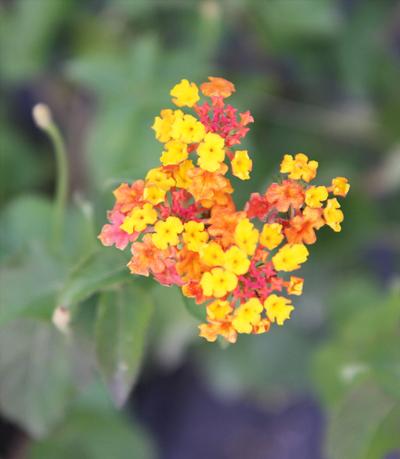 Miss Huff Lantana Lantana camara Miss Huff from Taylor's Nursery