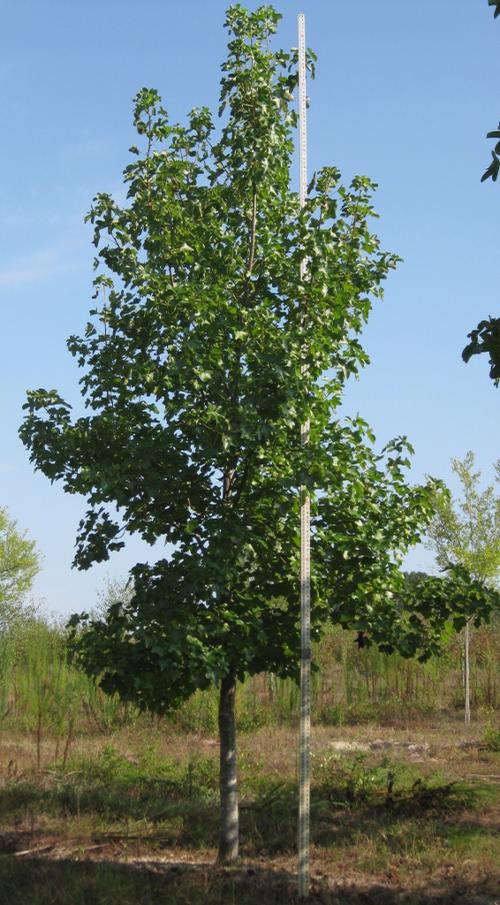 Liquidambar styraciflua 'Rotundiloba' (Fruitless Sweet Gum)