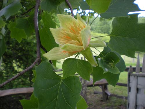 Liriodendron tulipifera 