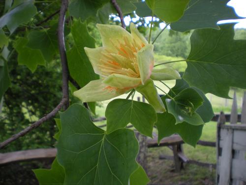 Liriodendron tulipifera (Tulip Poplar)