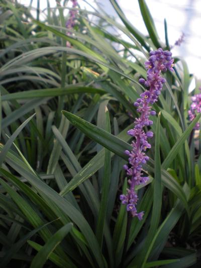 Liriope muscari 'Big Blue' (Big Blue Liriope)