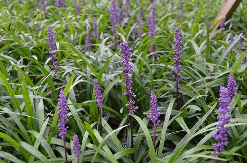 Liriope muscari 'Royal Purple' (Royal Purple Liriope)