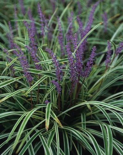 Liriope muscari 'Variegata'