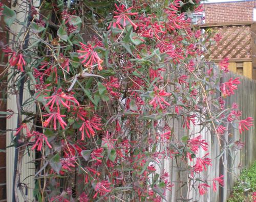 Lonicera sempervirens 'Cedar Lane' (Cedar Honeysuckle)