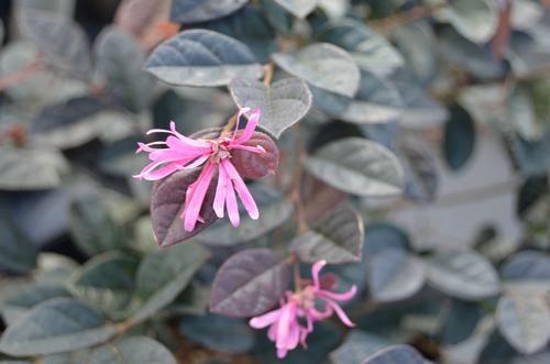 Loropetalum chinense 'Fire Dance'