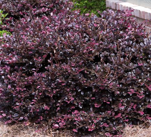 Purple DiamondÂ® Loropetalum Loropetalum chinense Purple 