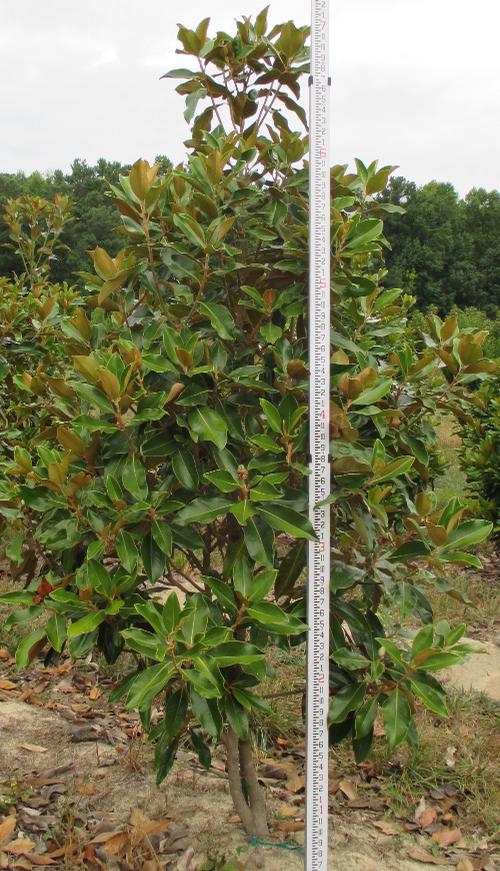 Magnolia grandiflora 'Bracken's Brown Beauty'