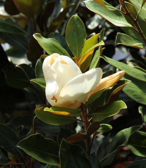Magnolia grandiflora 'Kay Parris'