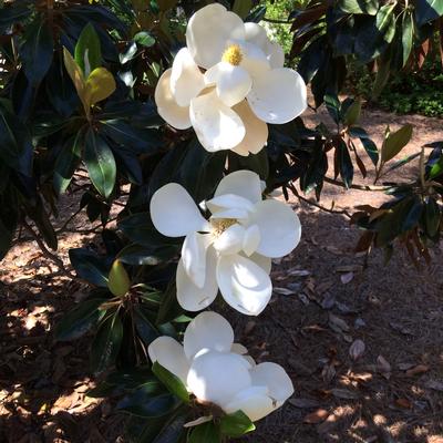 Magnolia grandiflora 'Little Gem' (Little Gem Magnolia)