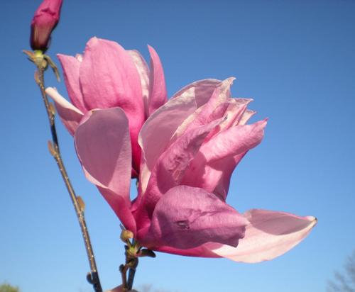 Magnolia x 'Betty' (Betty Magnolia)