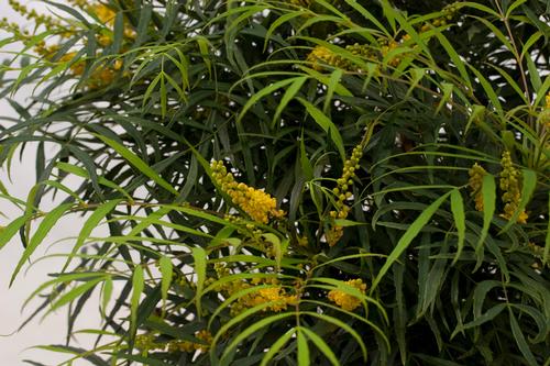 Mahonia eurybracteata 'Soft Caress'