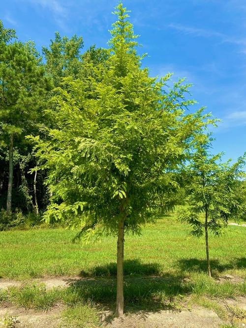 Metasequoia glyptostroboides 'Dawn'