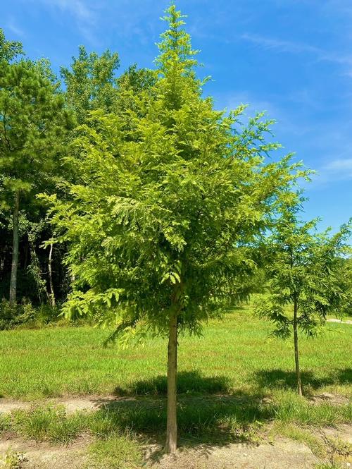 Metasequoia glyptostroboides 'Dawn' - Dawn Redwood from Taylor's Nursery