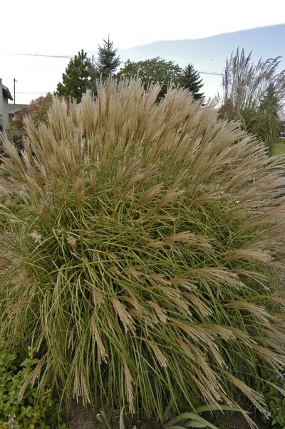 Miscanthus sinensis 'Adagio'