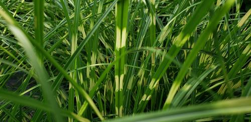 Miscanthus sinensis 'Little Zebra'
