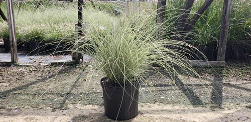 Miscanthus sinensis 'Morning Light' (Morning Light Miscanthus)